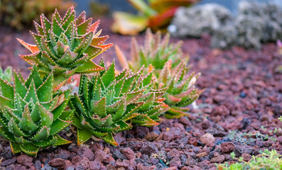 View on a group Aloe vera or true aloe plant on red volcanic stones background. Exotic floral...
