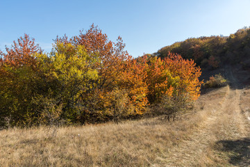 Fototapeta premium Autumn view of Cherna Gora (Monte Negro) mountain, Pernik Region, Bulgaria