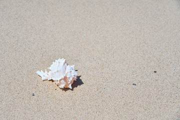 Fototapeta na wymiar Sea shell on sandy beach as a natural background. Copy space.