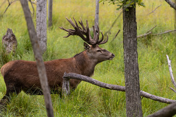 European red deer (Cervus elaphus) during rut.This species is fourth  the largest deer species