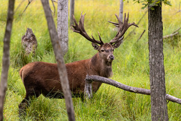 Naklejka na ściany i meble European red deer (Cervus elaphus) during rut.This species is fourth the largest deer species