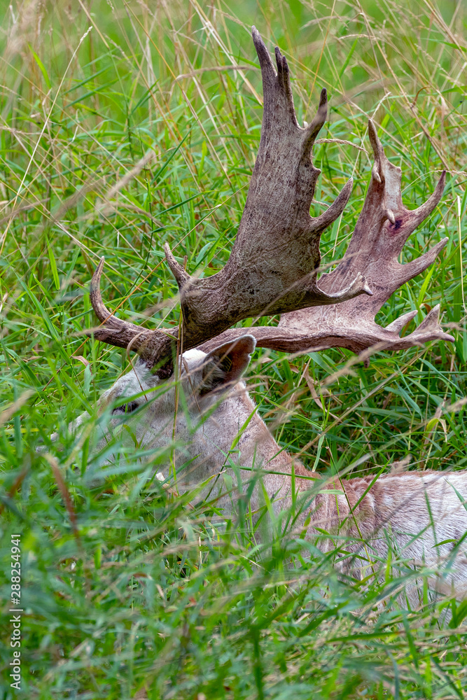 Wall mural the fallow deer (dama dama) .this deer is native species to europe.fallow deer has a great variabili