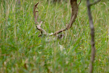 The fallow deer (Dama dama) .This deer is native species to Europe.Fallow deer  has a great variability of color from very dark to white