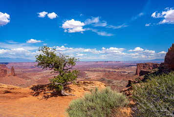 A juniper tree holds court over the Canyonlands NP © Ron