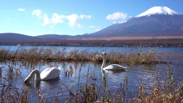 Swans swim​ and feed in the lake under the shadow of the sacred snow-capped Mount Fuji.