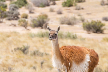 Guanaco close up. Punta Tombo penguin colony, Patagonia
