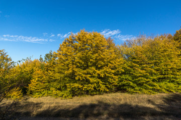 Fototapeta premium Autumn view of Cherna Gora (Monte Negro) mountain, Pernik Region, Bulgaria