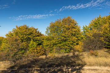 Fototapeta premium Autumn view of Cherna Gora (Monte Negro) mountain, Pernik Region, Bulgaria