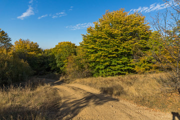 Obraz premium Autumn view of Cherna Gora (Monte Negro) mountain, Pernik Region, Bulgaria