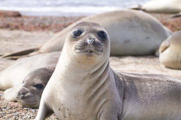 Elephant seal on beach close up, Patagonia, Argentina