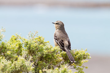 Patagonian mockingbird from Caleta Valdes, Patagonia, Argentina