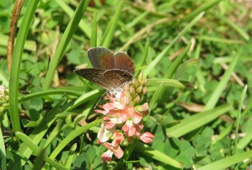 Polyommatus butterfly on pink wildflowers in Florida nature, closeup