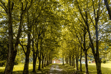 autumn in the park