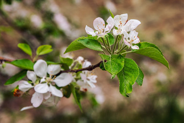 Beautiful white flowers on a branch in the park. Close-up.