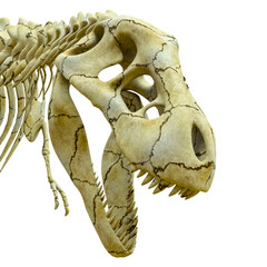 tyrannosaur skeleton eating pose close up © DM7