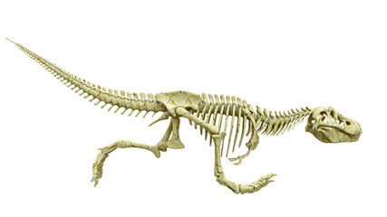 tyrannosaur skeleton fast run side view © DM7
