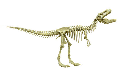 tyrannosaur skeleton is angry side view © DM7