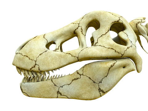 tyrannosaur skeleton heade close up side view