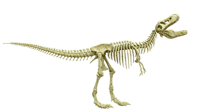 tyrannosaur skeleton is angry side view