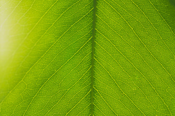Macro leaf