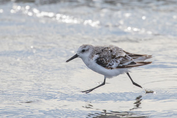 A Sanderling appears to run on water