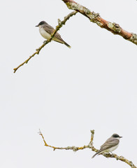 A Pair of Eastern Kingbirds Look for Something to Harass