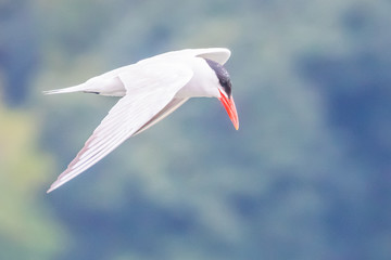 A Caspian Tern is the Essence of Natural Grace as it Hunts