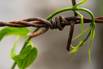 Closeup climbing plants on rusty barbed wire after the rain with blurred background.
