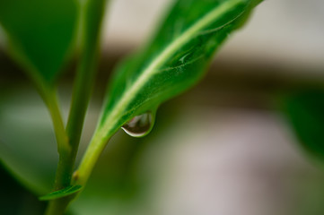 Closeup beautiful dew drop on green leaf  after the rain with blurred background.
