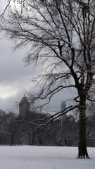 Tree winter landscape Central Park