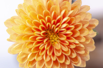 Color Chrysanthemum Flower Isolated on Background.