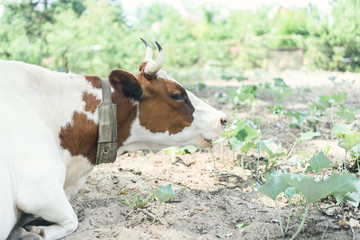 cute cow lies on a pasture outdoors and looks at the camera. Pasture of bulls, cows and calves