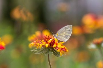 butterfly on a flower