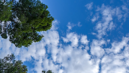 Green Pine trees in sunny day on blue sky background with light clouds. Happy summer vacation. Natural floral  template with copy space for text. Tropical vacation, hiking travel. Travel card.