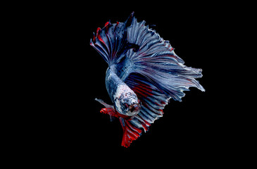 Colorful with main color of blue red and white betta fish, Siamese fighting fish was isolated on black background. Fish also action of turn head in different direction during swim.