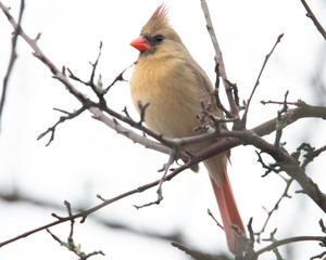 Northern cardinal female sitting on branch