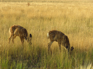 Fawns Feeding