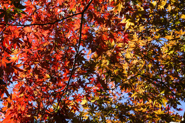 A tree with yellow and red leaves with the bright blue sky  in Autumn