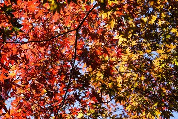 A tree with yellow and red leaves with the bright blue sky  in Autumn