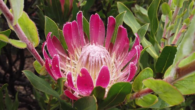 pink lotus waratah flower in garden, state symblo of New south wales australia