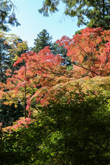 Fototapeta premium A tree with yellow and red leaves with the bright blue sky in Autumn