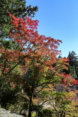 A tree with yellow and red leaves with the bright blue sky  in Autumn