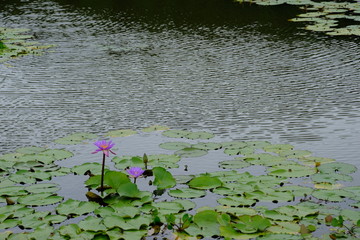 Survey a lotus field no.5