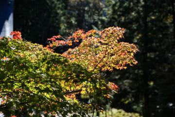 A tree with yellow and red leaves with the bright blue sky  in Autumn