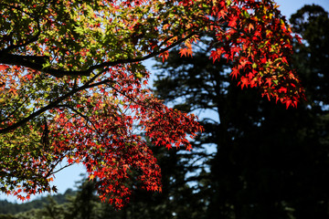 A tree with yellow and red leaves with the bright blue sky  in Autumn