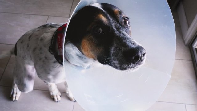 Dog wearing an e-collar after being spayed. The sad puppy recovers from surgery wearing a cone of shame. Authentic footage can be used for veterinary services and PSAs about neutering your pets.