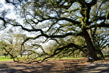Oak Tree on Oak Alley Plantation in New Orleans