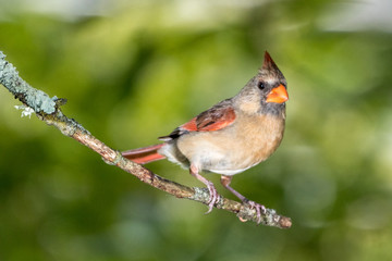 Northern American Cardinal female sitting on tree branch