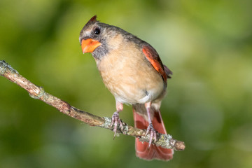 Northern American Cardinal female sitting on tree branch