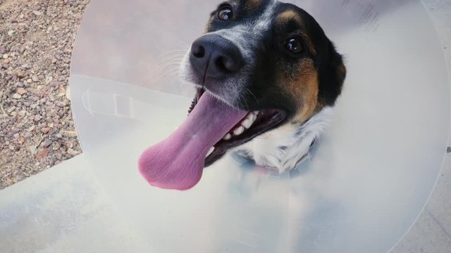 Dog recovering from surgery wearing a cone of shame. The recently neutered puppy in a plastic recovery cone is panting and smiling at the camera. Authentic lifestyle shot shows veterinary pet care.